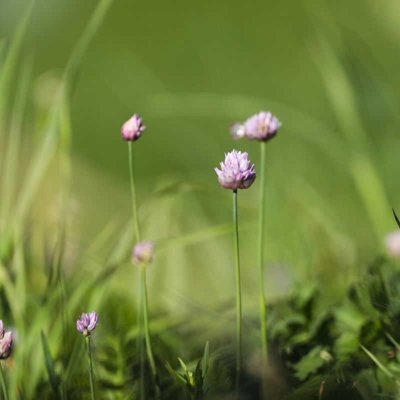 Allium schoenoprasoides photo 5