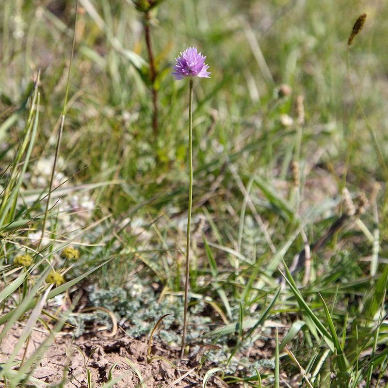 Allium schoenoprasoides photo 6