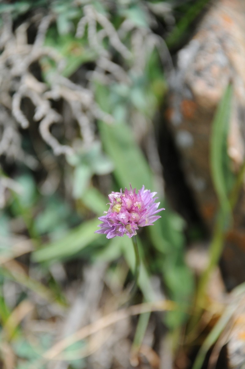Allium schoenoprasoides photo 7