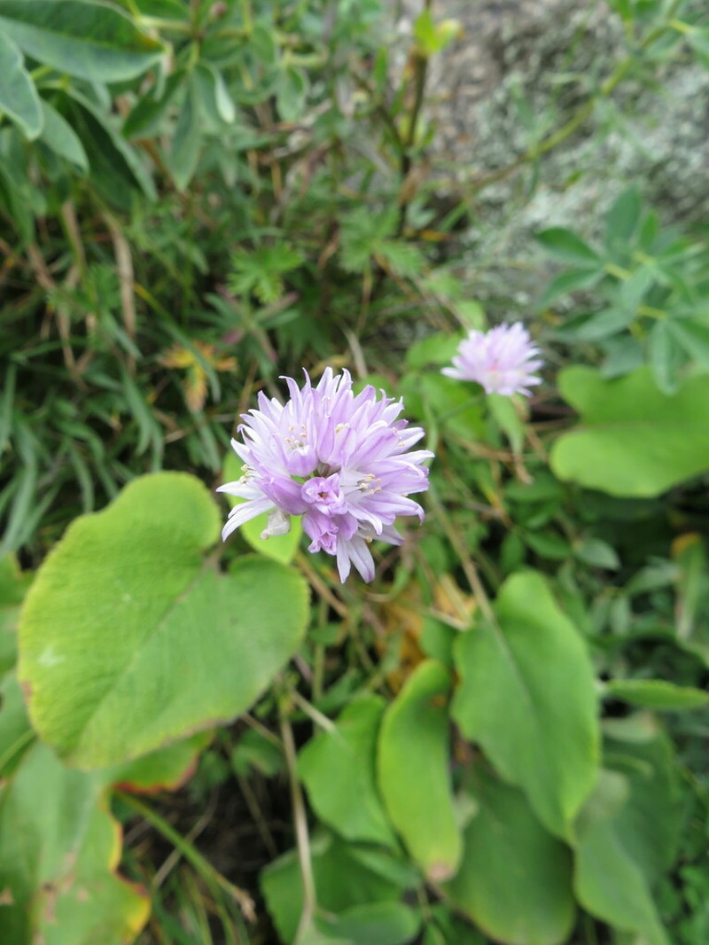 Allium schoenoprasoides photo 8