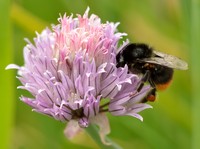 Wild Chives