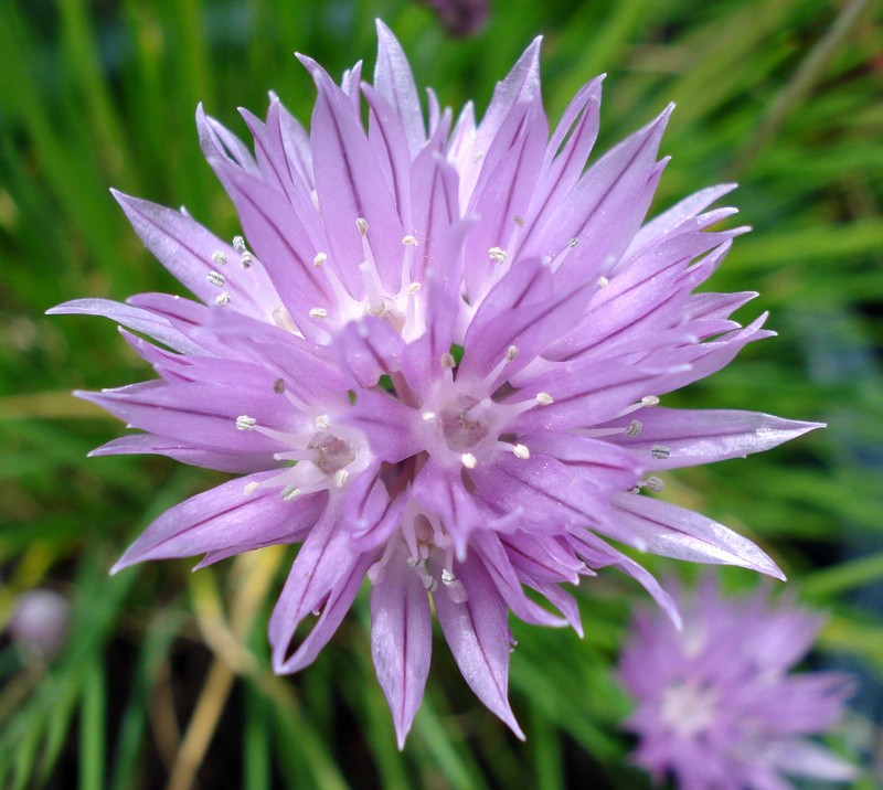 Wild Chives photo 3