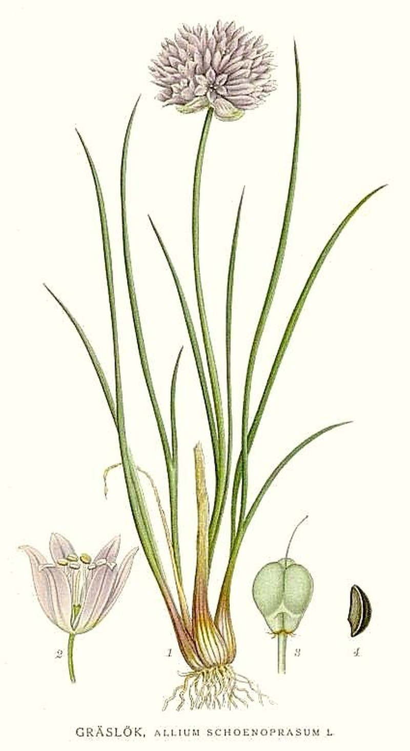 Wild Chives photo 4