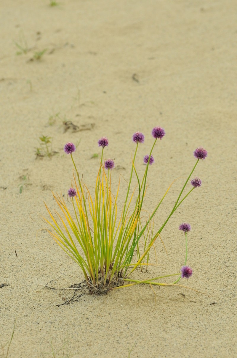Wild Chives photo 5