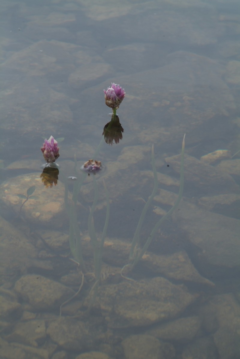 Wild Chives photo 6