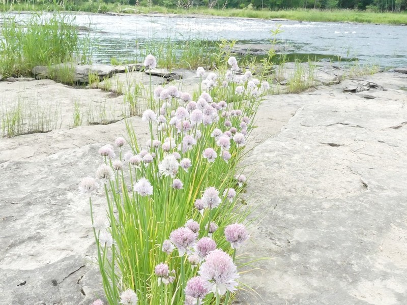 Wild Chives photo 7