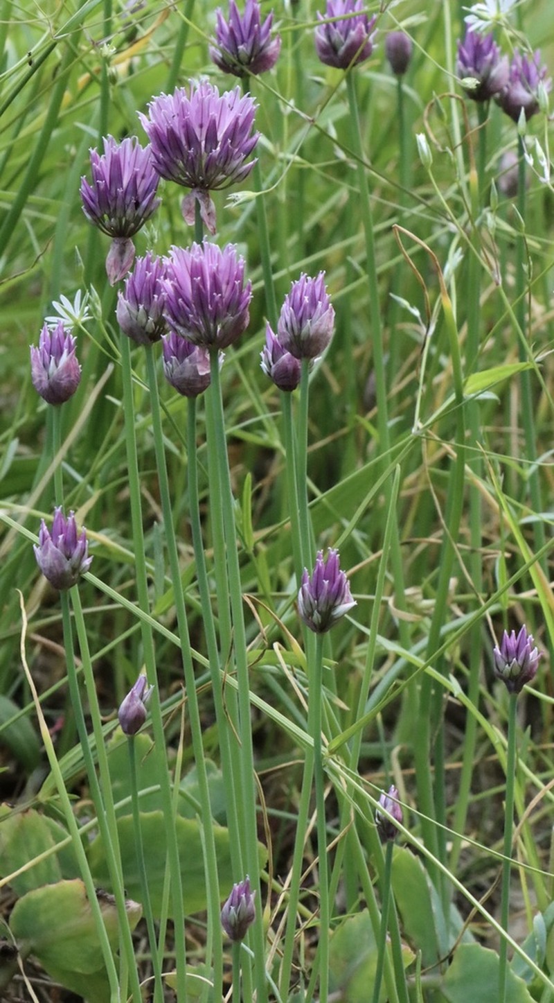 Wild Chives photo 8