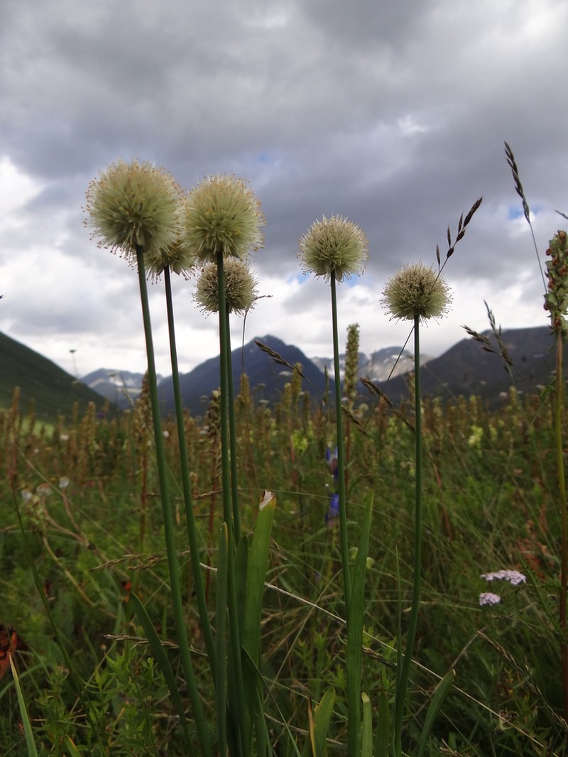 Allium schrenkii