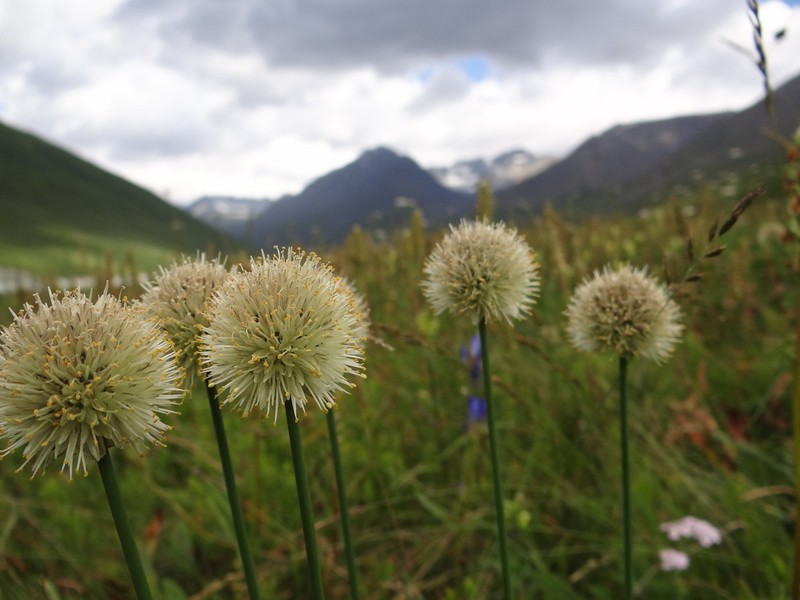 Allium schrenkii photo 2