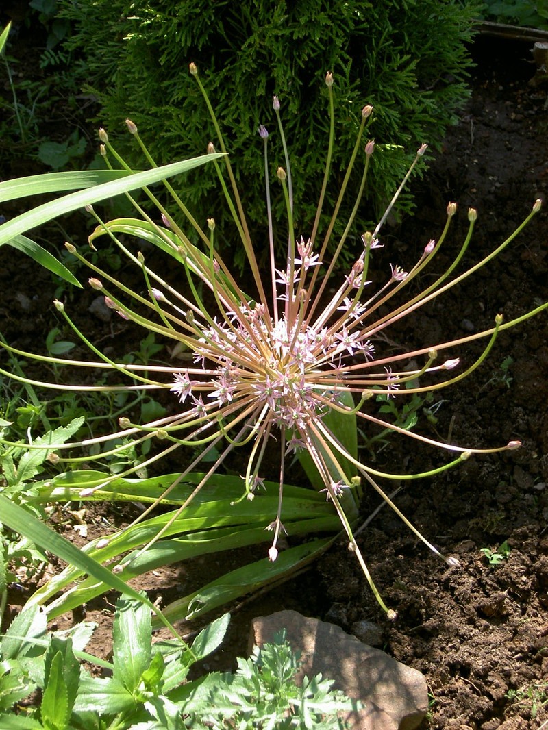 Allium schubertii