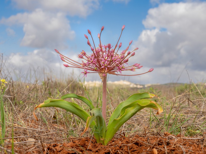Allium schubertii photo 2