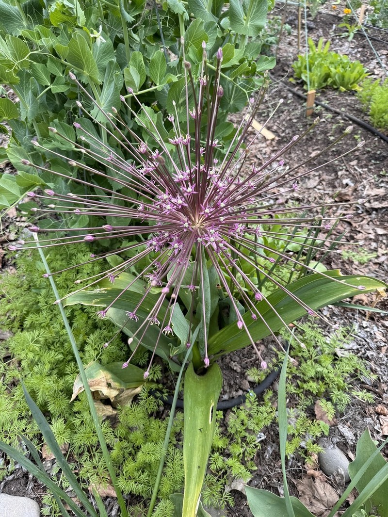 Allium schubertii photo 4
