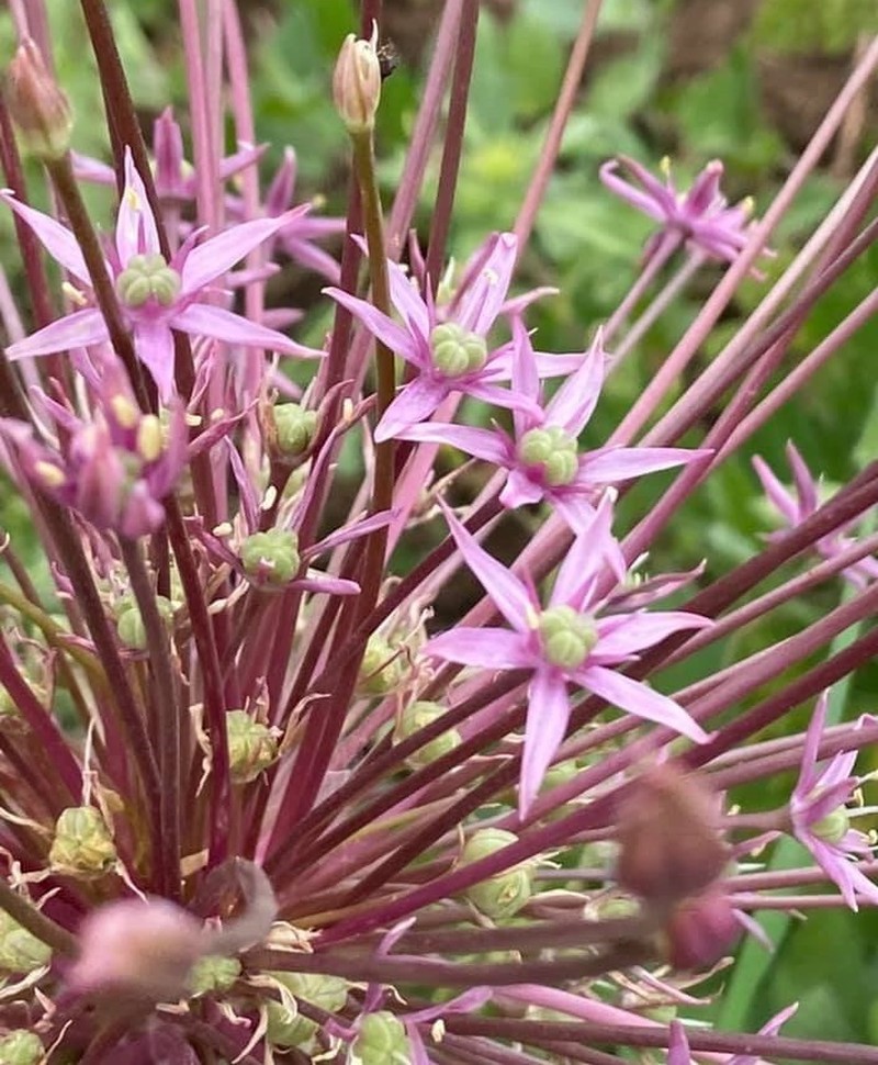Allium schubertii photo 5