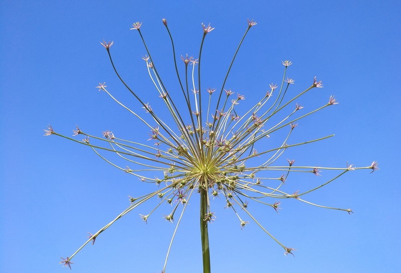 Allium schubertii photo 6