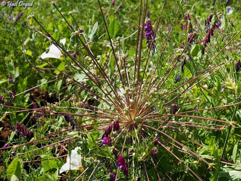 Allium schubertii photo 7