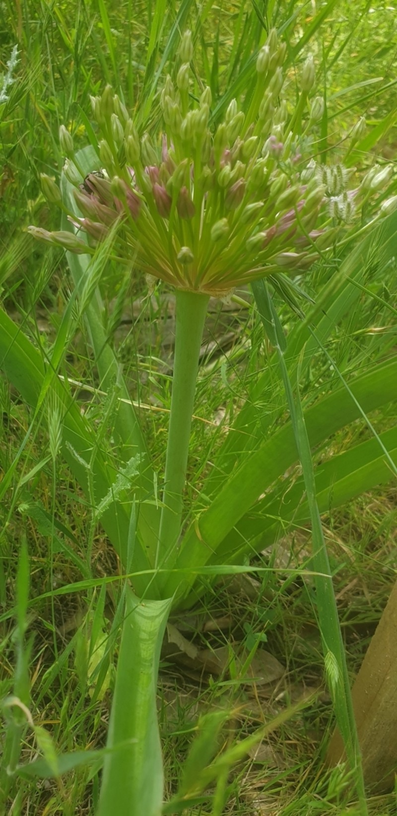 Allium schubertii photo 8