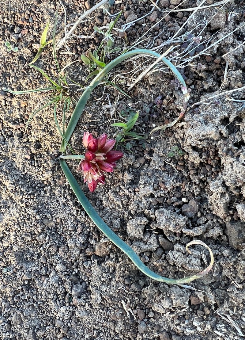 Fragile Onion photo 3