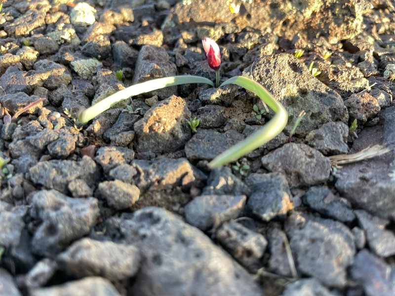 Fragile Onion photo 5