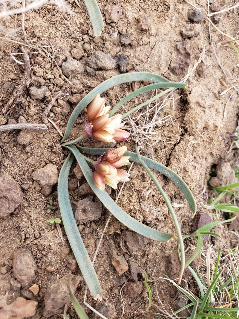 Fragile Onion photo 7