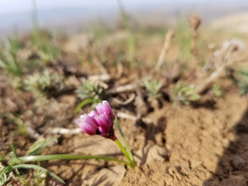 Fragile Onion photo 8