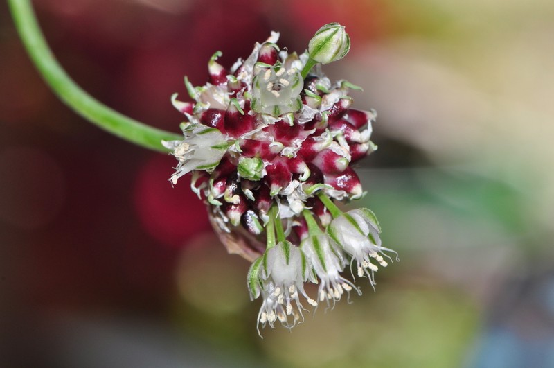 Sand Leek photo 2