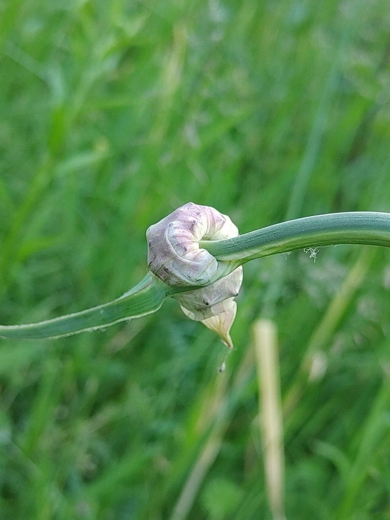Sand Leek photo 3