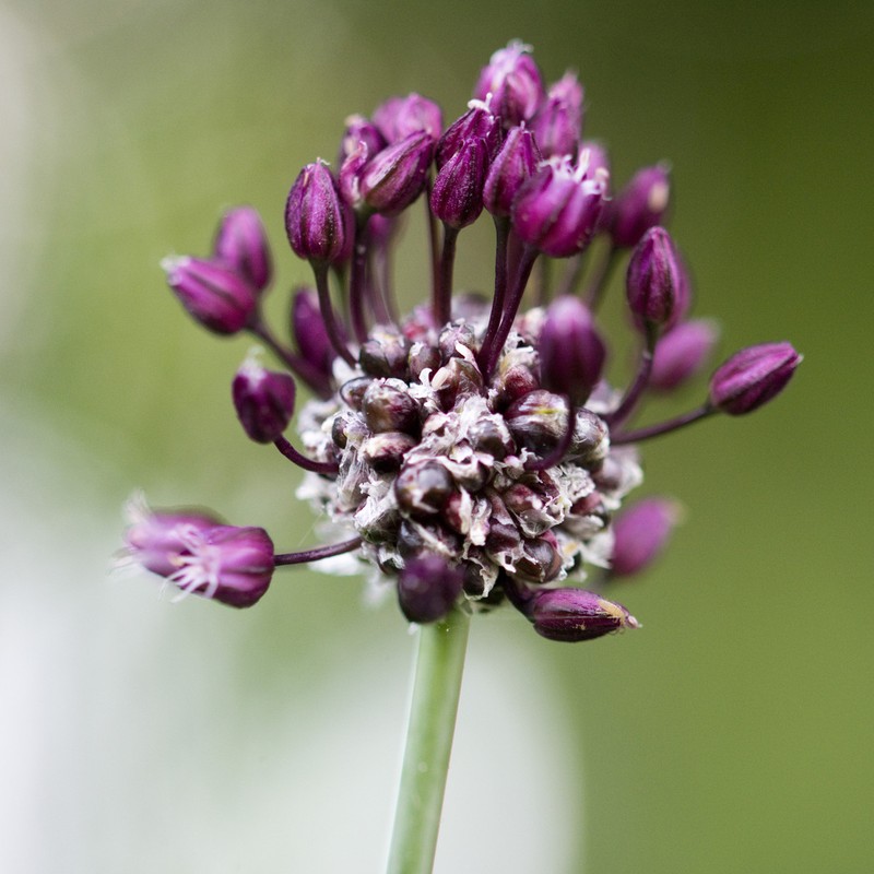 Sand Leek photo 4