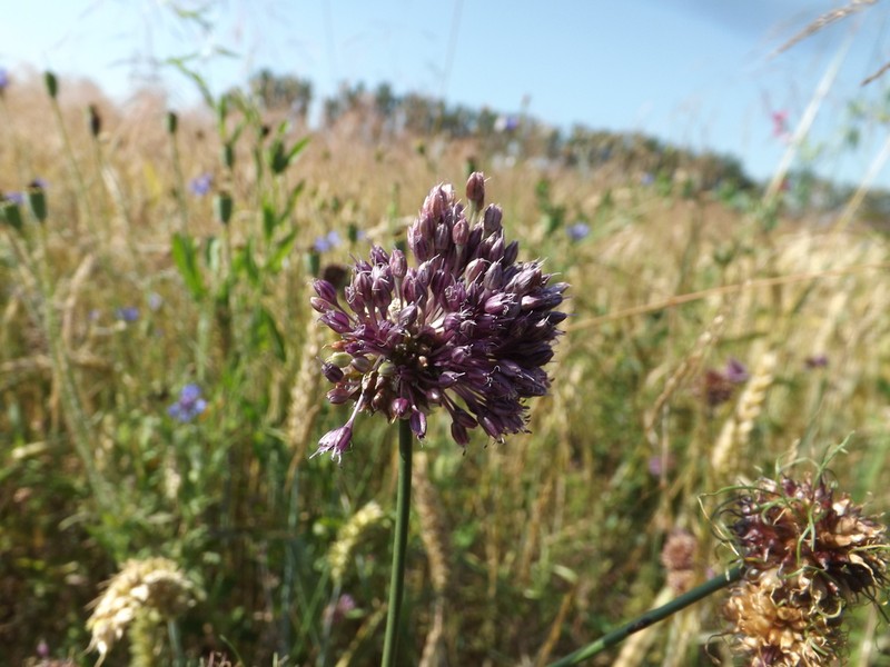 Sand Leek photo 5