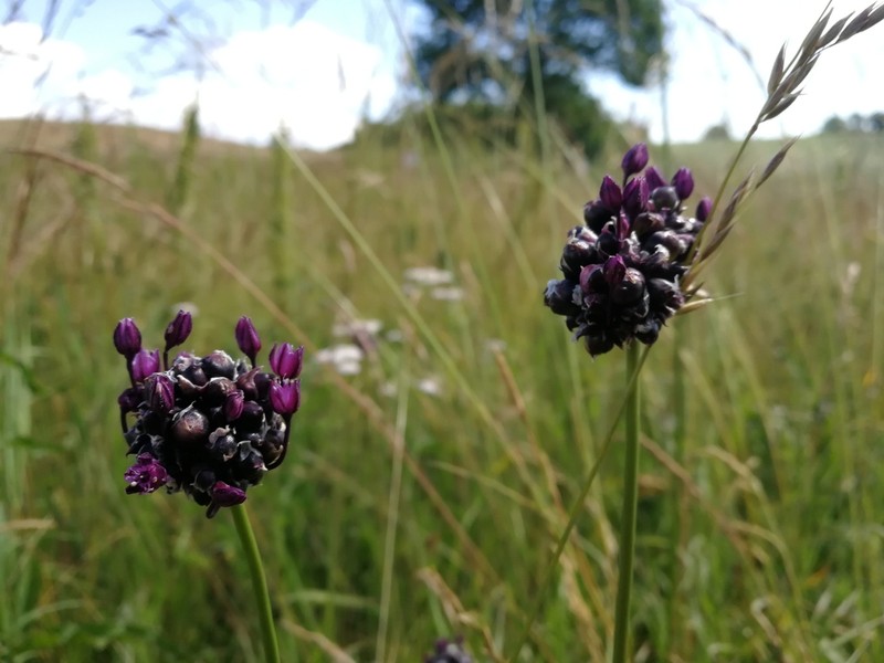Sand Leek photo 6