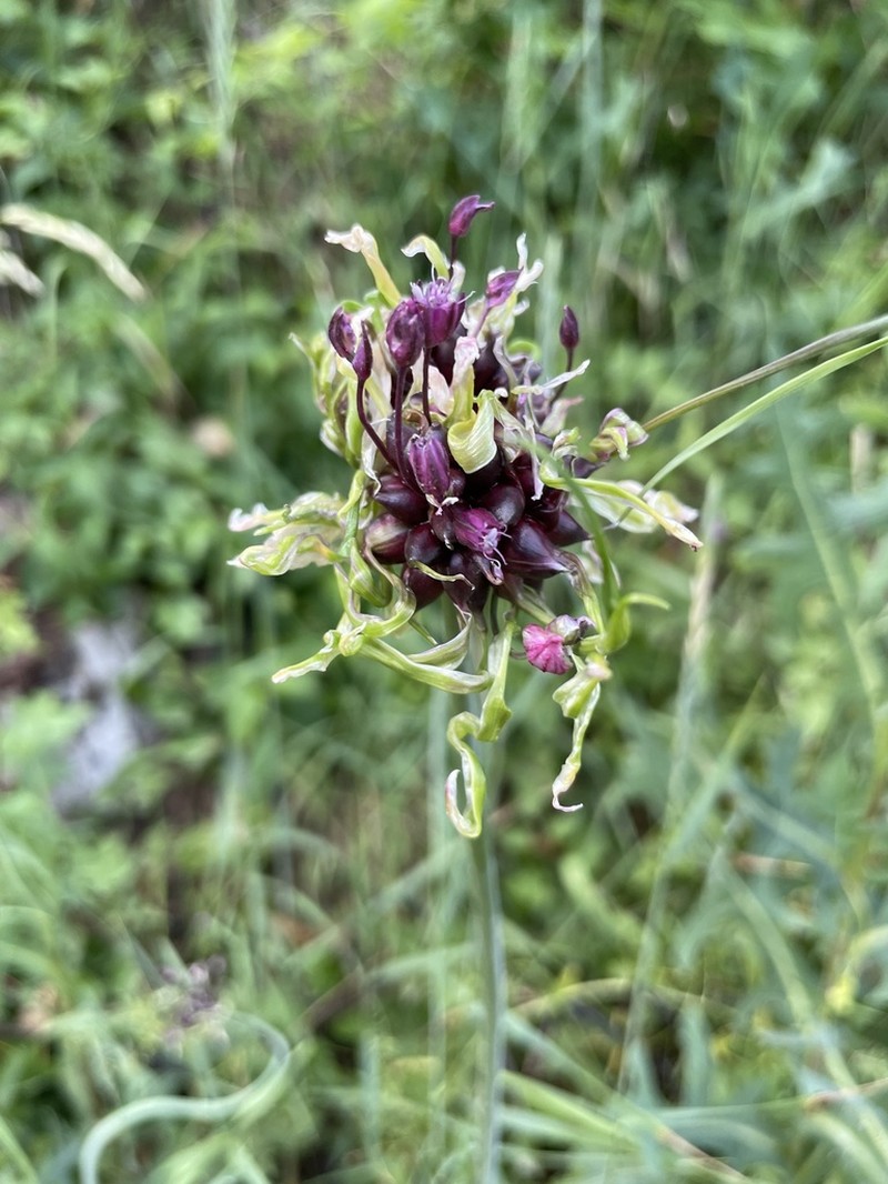 Sand Leek photo 7