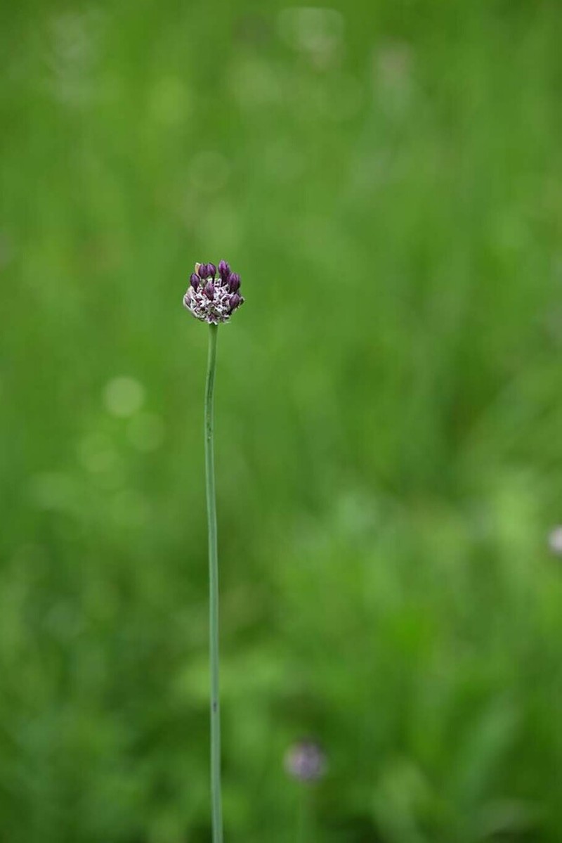 Sand Leek photo 8