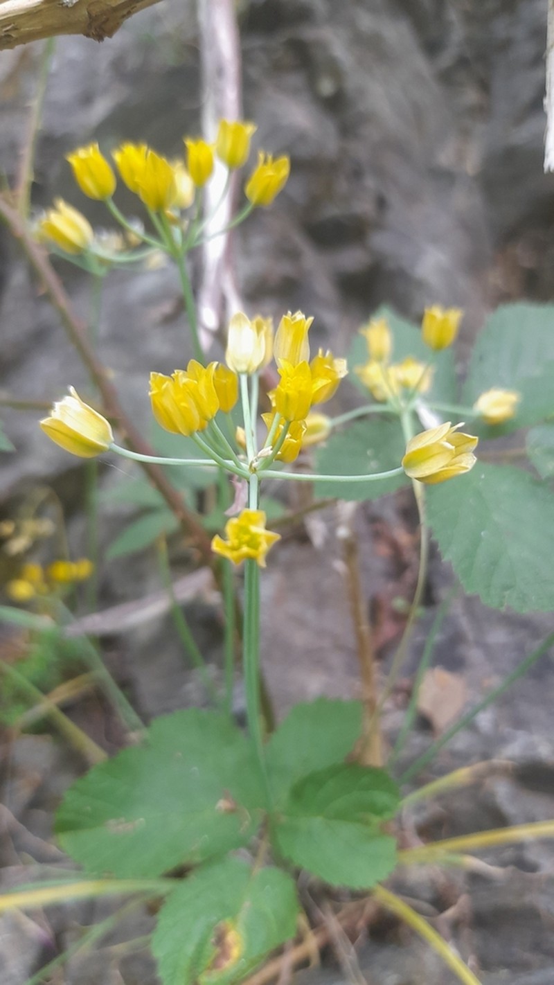 Allium scorzonerifolium photo 2