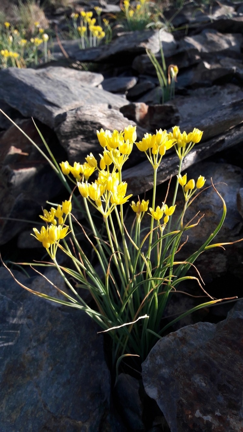 Allium scorzonerifolium photo 3