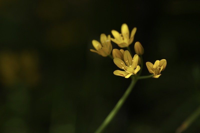 Allium scorzonerifolium photo 5
