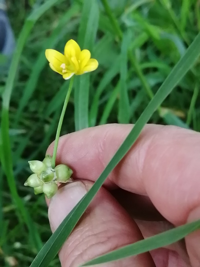 Allium scorzonerifolium photo 6