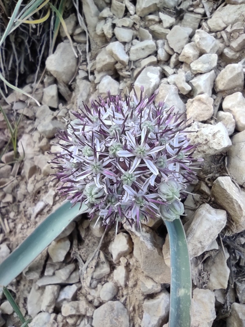 Allium scotostemon photo 2