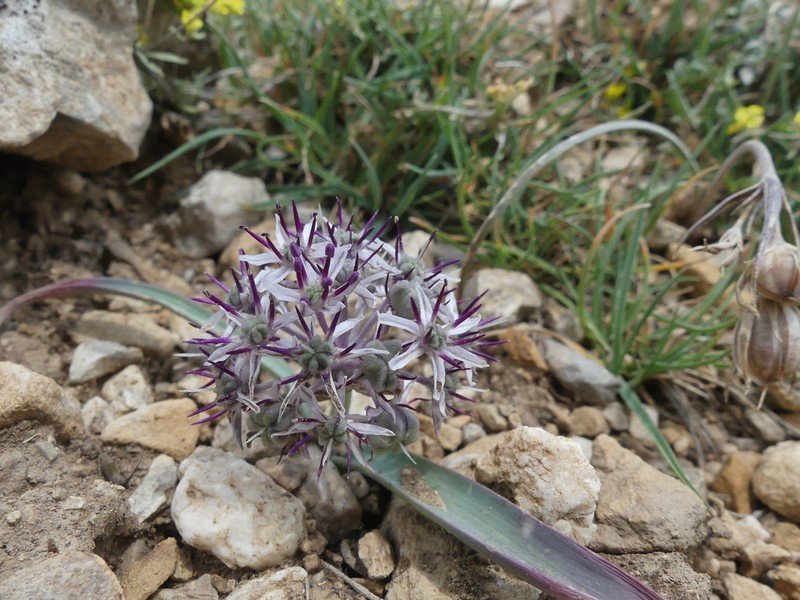 Allium scotostemon photo 3