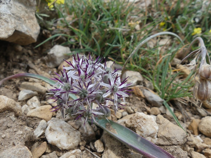 Allium scotostemon photo 5