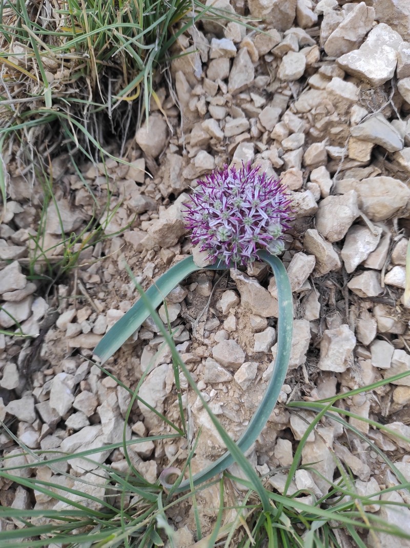 Allium scotostemon photo 6