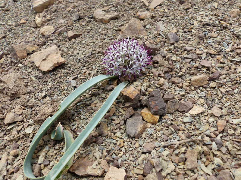 Allium scotostemon photo 7