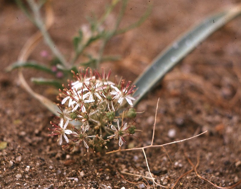 Allium scotostemon photo 8