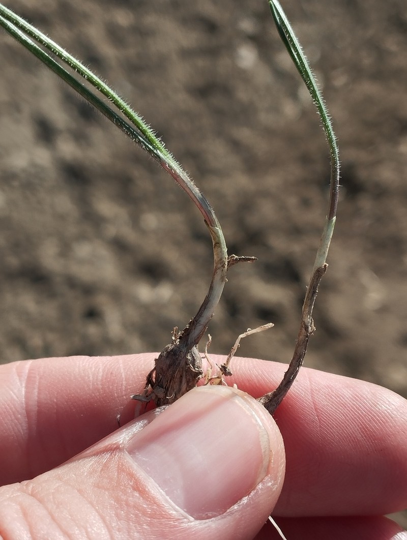 Allium seirotrichum