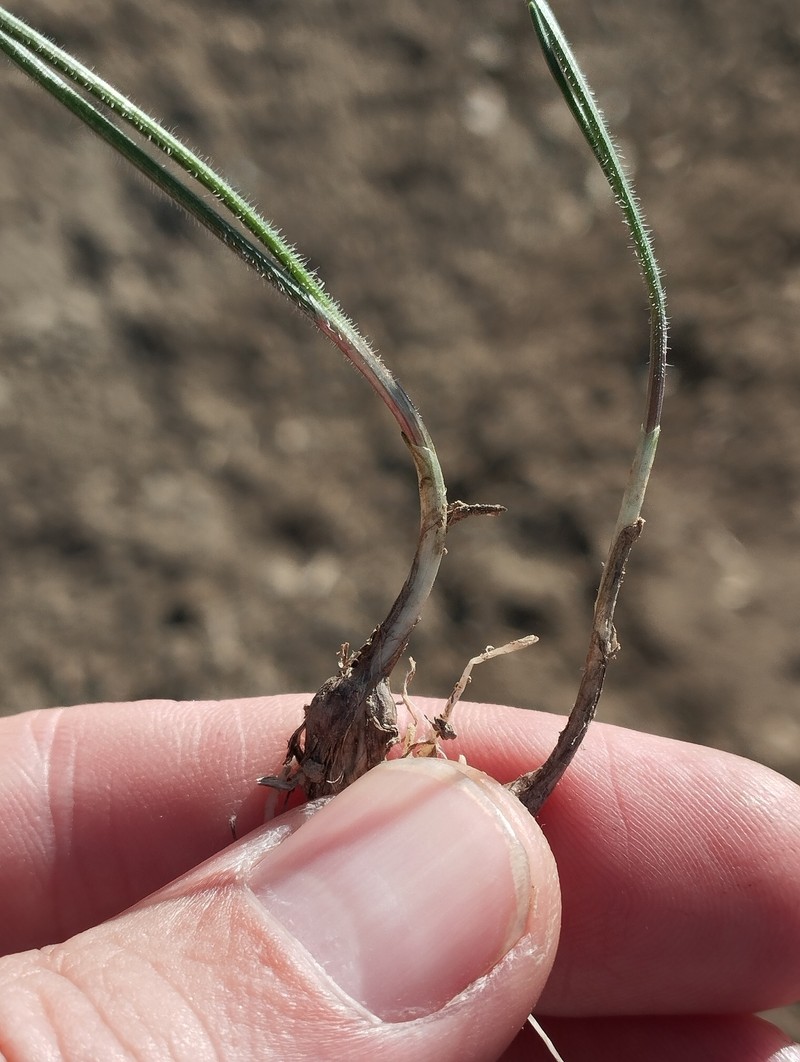 Allium seirotrichum photo 2