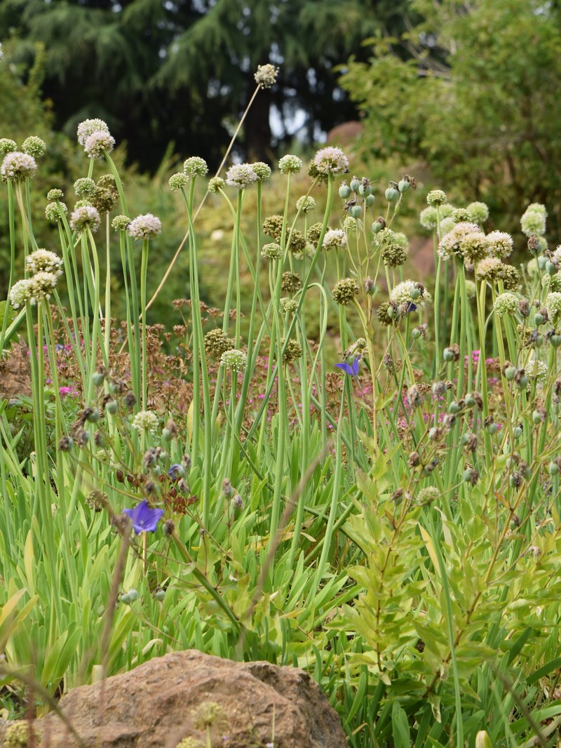 Allium semenovii