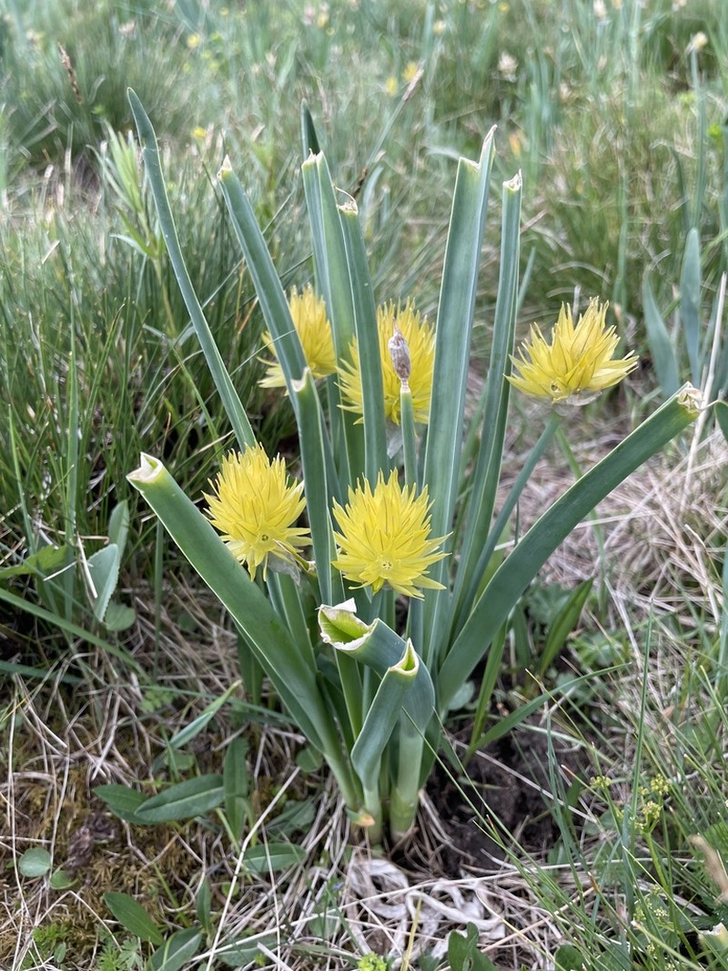 Allium semenovii photo 2