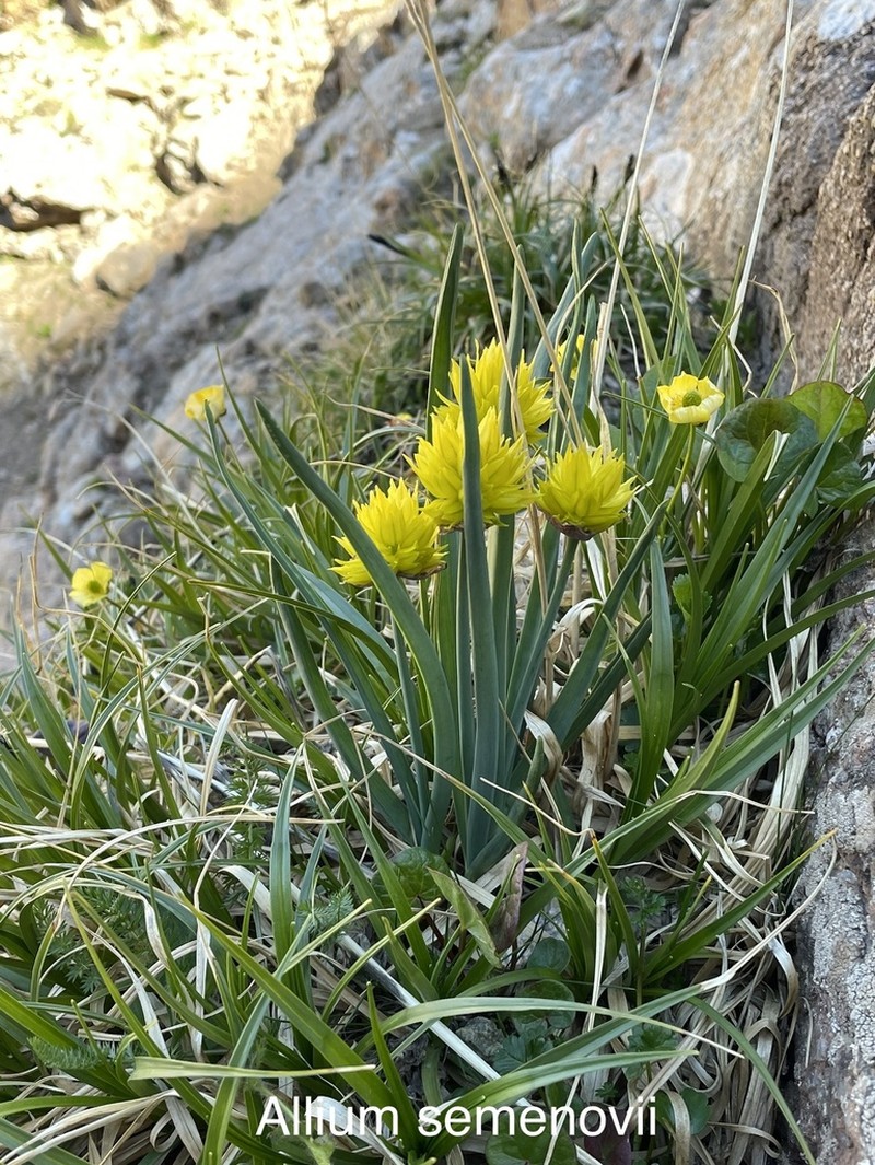 Allium semenovii photo 3