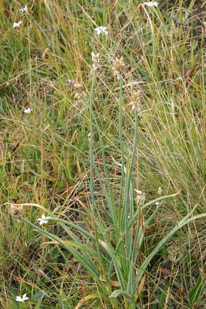 Allium semenovii photo 4