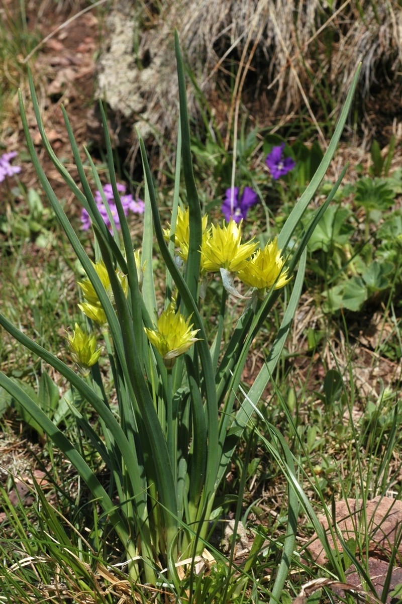 Allium semenovii photo 6