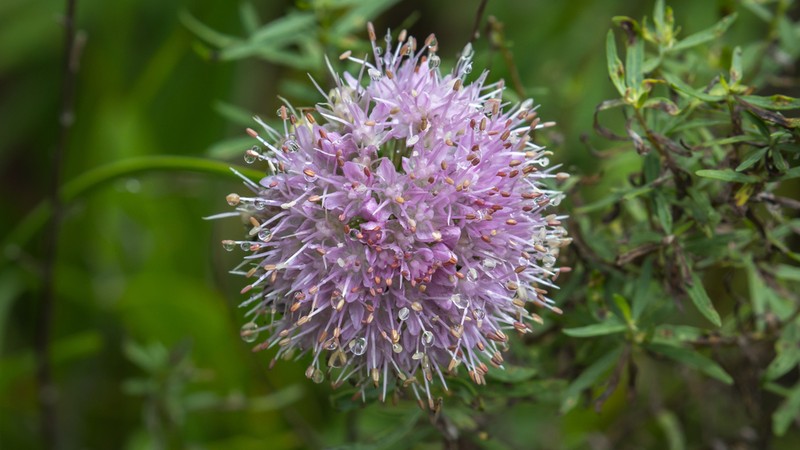 Allium senescens photo 4