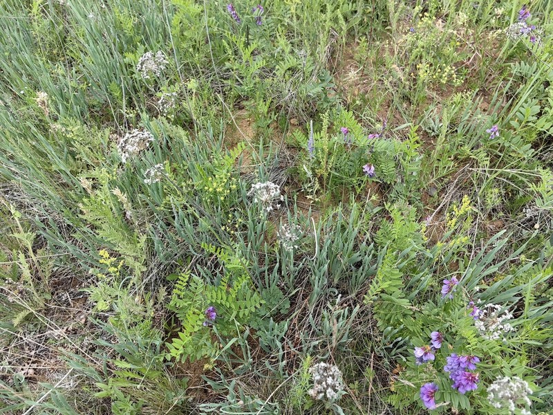 Allium senescens photo 5